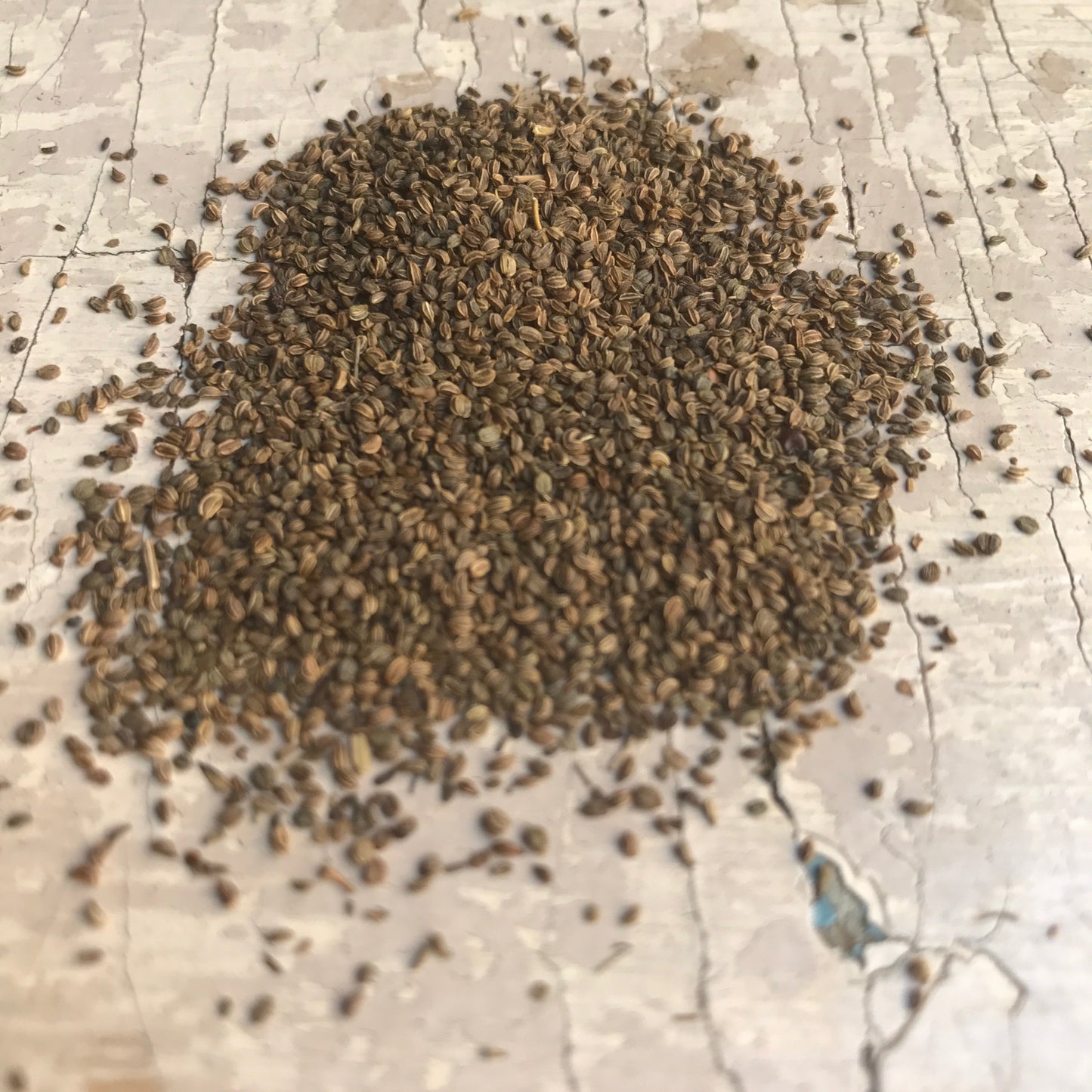 Plody celeru horského – libeček (Blízký východ) - 30g