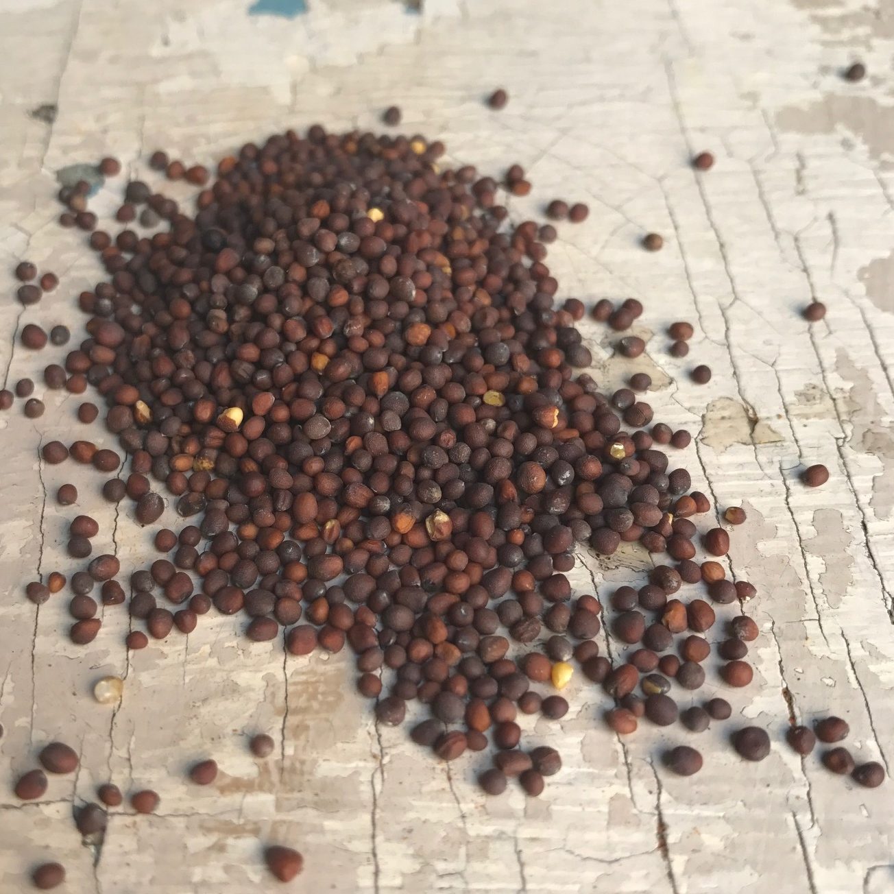 Semínka hořčice černé (Asie, Evropa) - 30 g